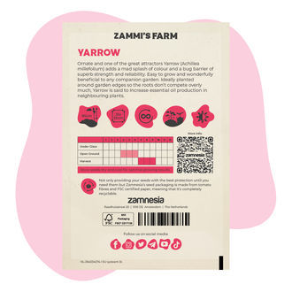 Schafgarbe (Achillea millefolium) Buddy Pack