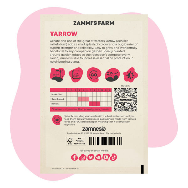 Schafgarbe (Achillea millefolium) Buddy Pack