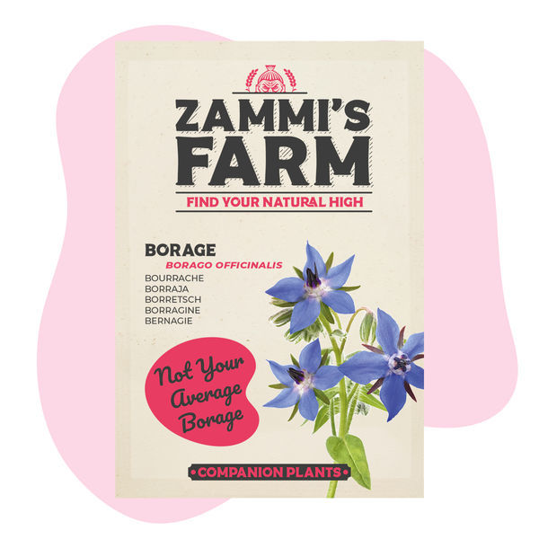 Borretsch (Borago officinalis) Buddy Pack