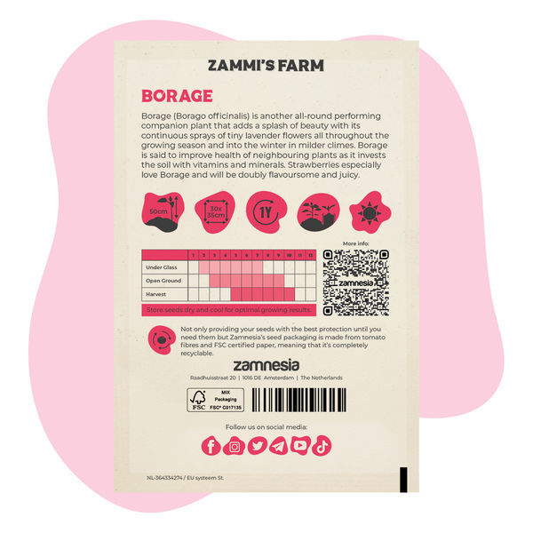 Borretsch (Borago officinalis) Buddy Pack