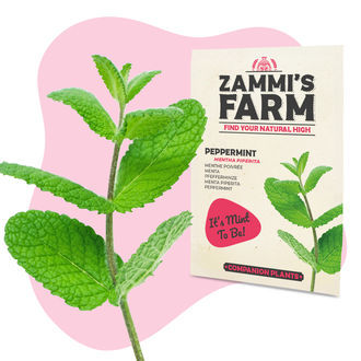 Pfefferminze (Mentha piperita) Buddy Pack Pfefferminze (Mentha piperita) Buddy Pack