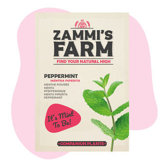 Pfefferminze (Mentha piperita) Buddy Pack