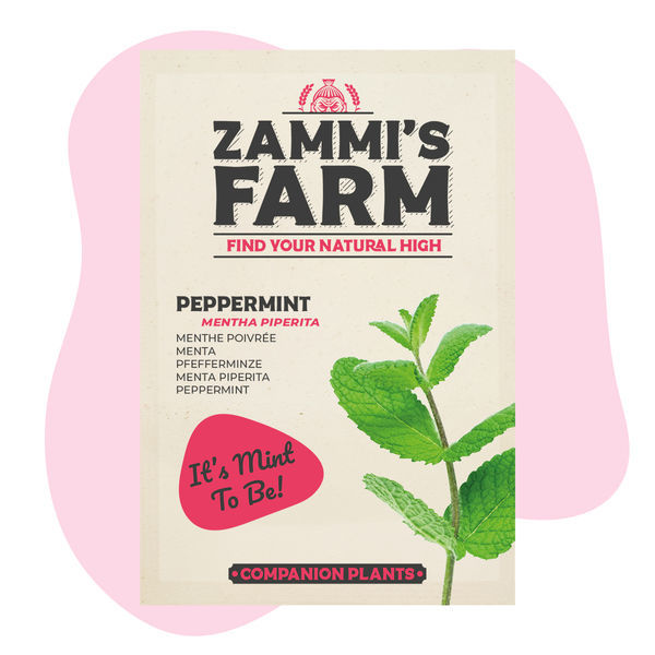 Pfefferminze (Mentha piperita) Buddy Pack