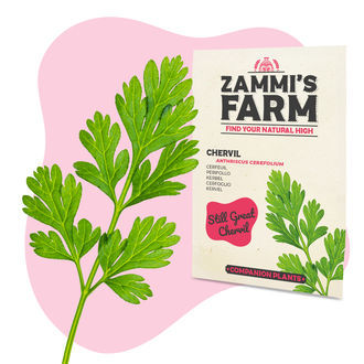 Kerbel (Anthriscus cerefolium) Buddy Pack Kerbel (Anthriscus cerefolium) Buddy Pack