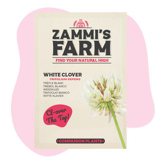 Weißklee (Trifolium repens) Buddy Pack