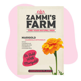 Ringelblume (Calendula officinalis) Buddy Pack