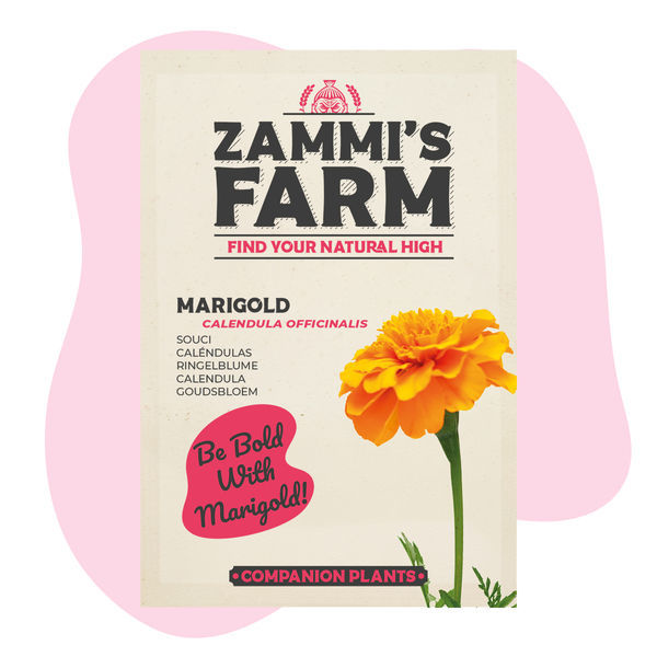 Ringelblume (Calendula officinalis) Buddy Pack