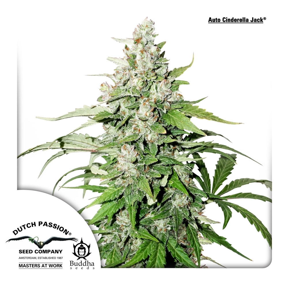 Cinderella Jack Auto (Dutch Passion)