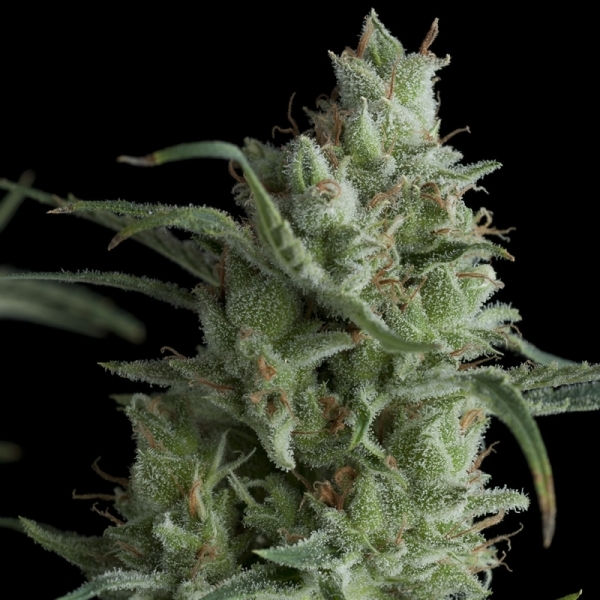 Auto Kryptonite (Pyramid Seeds) Feminisiert