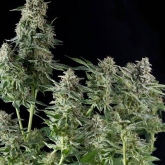 Northern Lights (Pyramid Seeds) feminisiert Northern Lights (Pyramid Seeds) feminisiert