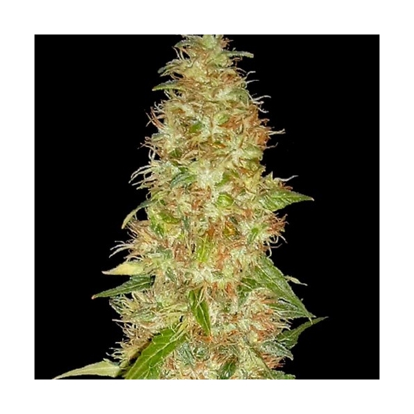 Moon Walker Kush (Spliff Seeds) feminisiert