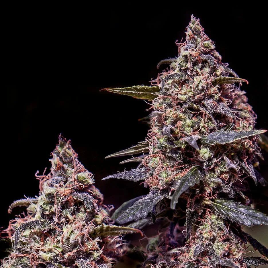 Medellin 47 Feminisiert (Root Riot Seedbank)