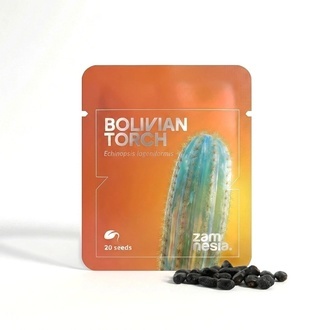 Bolivian Torch (Echinopsis lageniformis) 20 Samen