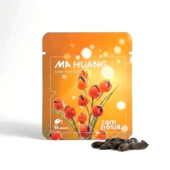 Ma Huang Samen (Ephedra sinica) 20 Samen