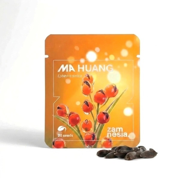 Ma Huang Samen (Ephedra sinica) 20 Samen