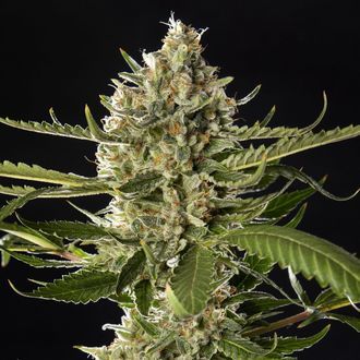 Lemon OG Candy (Philosopher Seeds) feminisiert Lemon OG Candy (Philosopher Seeds) feminisiert