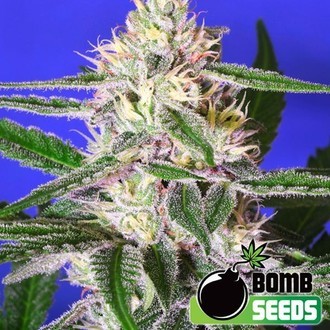 Edam Bomb (Bomb Seeds) Feminisiert Edam Bomb (Bomb Seeds) Feminisiert