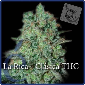 La Rica Classic THC (Elite Seeds) feminisiert La Rica Classic THC (Elite Seeds) feminisiert