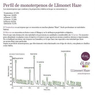 Llimonet Haze Classic THC (Elite Seeds) feminisiert