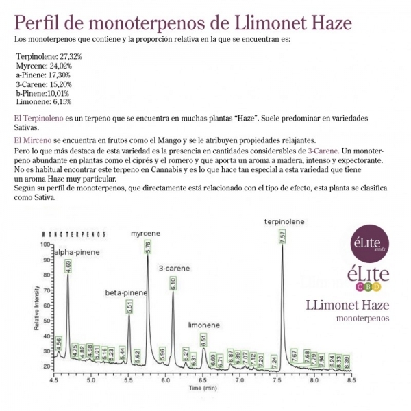 Llimonet Haze Classic THC (Elite Seeds) feminisiert