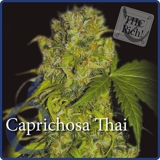 Caprichosa Thai (Elite Seeds) feminisiert Caprichosa Thai (Elite Seeds) feminisiert