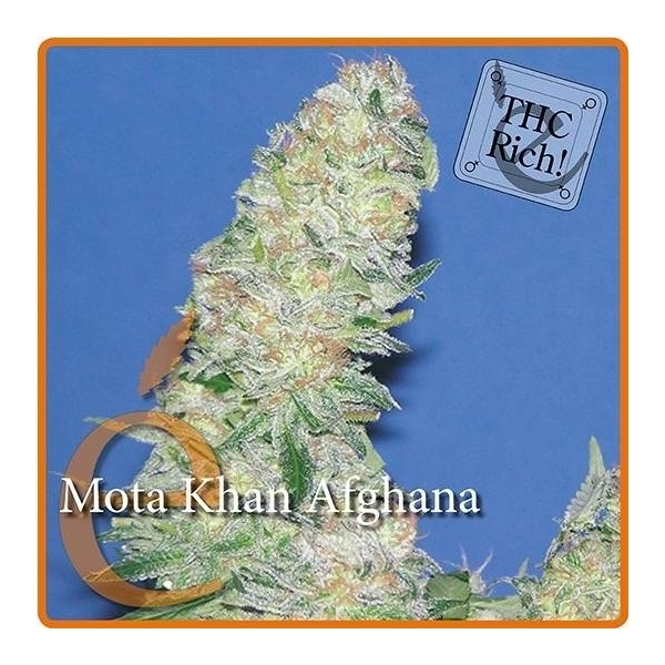 Mota Khan Afghana (Elite Seeds) feminisiert