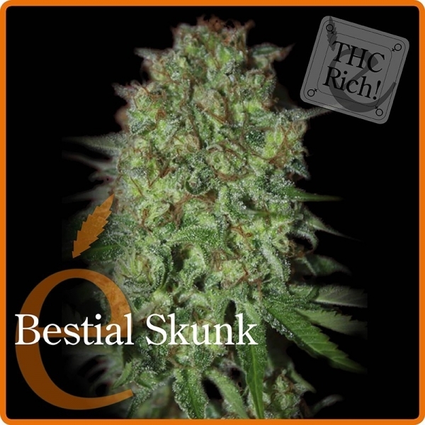 Bestial Skunk (Elite Seeds) feminisiert