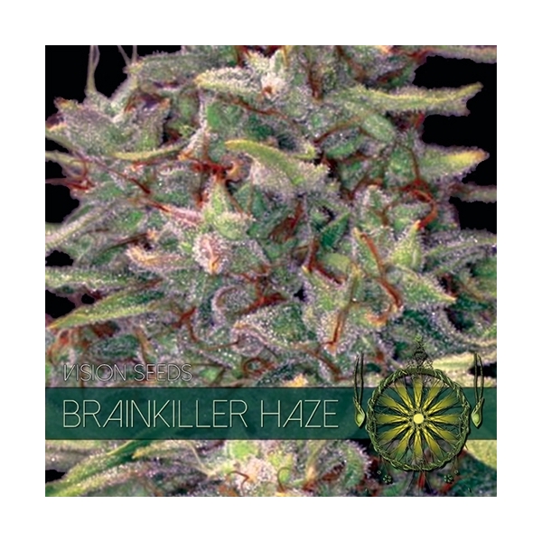 Brainkiller Haze (Vision Seeds) feminisiert