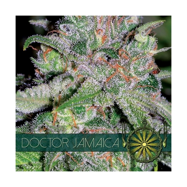 Doctor Jamaica (Vision Seeds) feminisiert