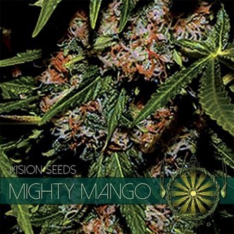 Mighty Mango Bud (Vision Seeds) feminisiert