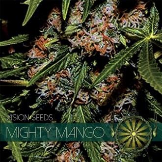 Mighty Mango Bud (Vision Seeds) feminisiert Mighty Mango Bud (Vision Seeds) feminisiert
