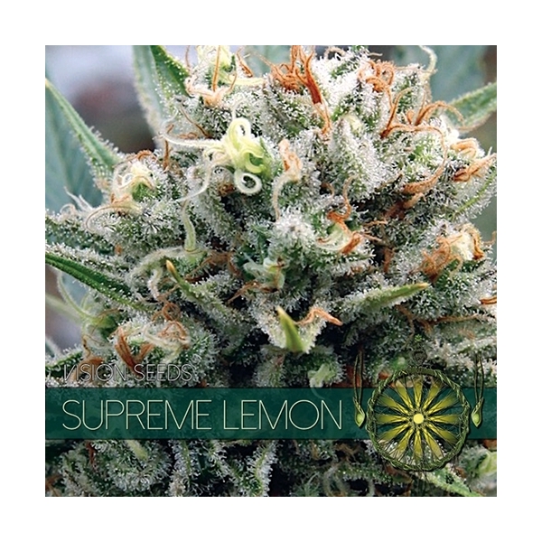 Supreme Lemon (Vision Seeds) feminisiert