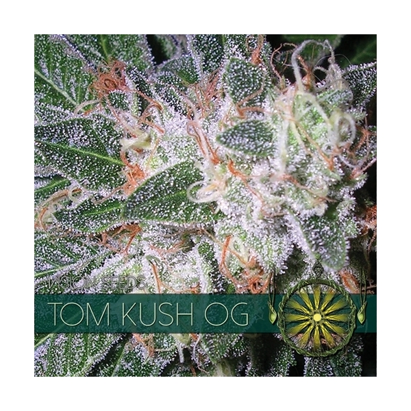 Tom Kush OG (Vision Seeds) Feminisiert