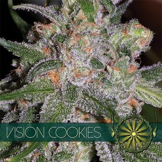 Vision Cookies (Vision Seeds) feminisiert Vision Cookies (Vision Seeds) feminisiert