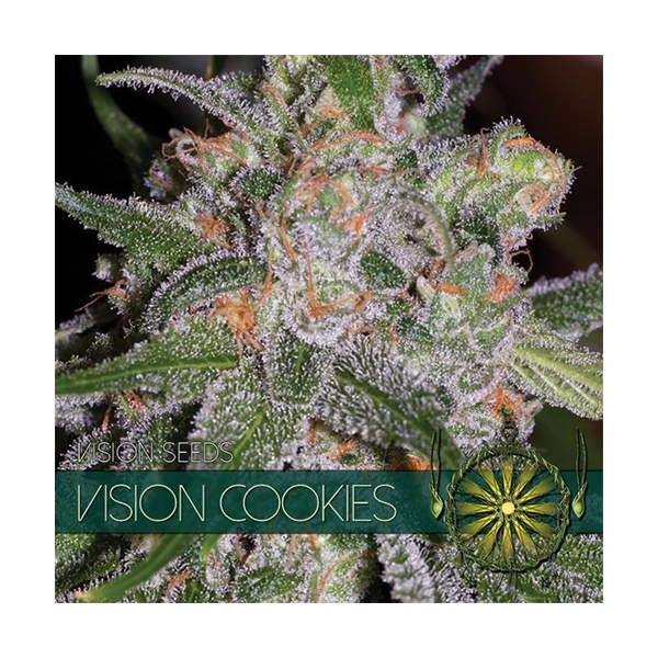 Vision Cookies (Vision Seeds) feminisiert