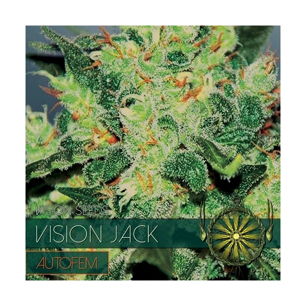 Vision Jack Autoflowering (Vision Seeds) feminisiert