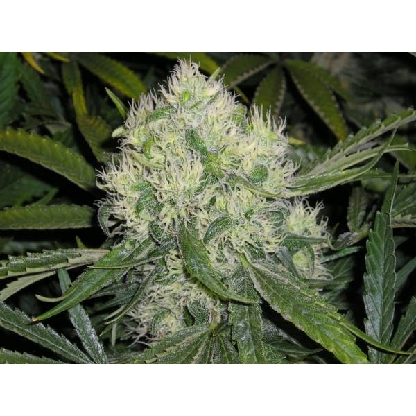 Nordle (Mr. Nice) Regulär