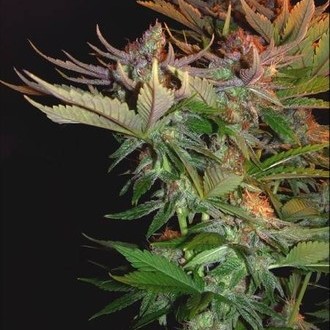 Nordle (Mr. Nice) Regulär