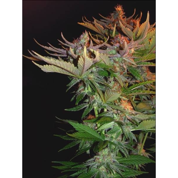 Nordle (Mr. Nice) Regulär