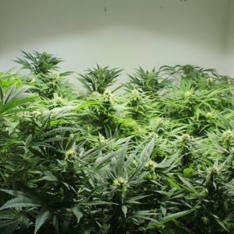 Nordle (Mr. Nice) Regulär