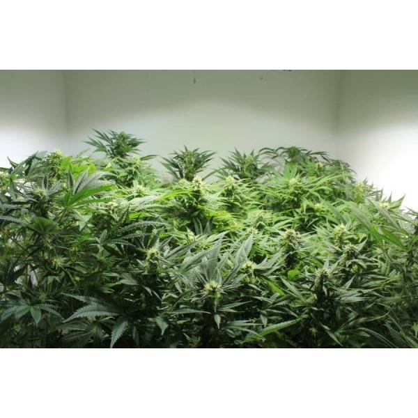 Nordle (Mr. Nice) Regulär