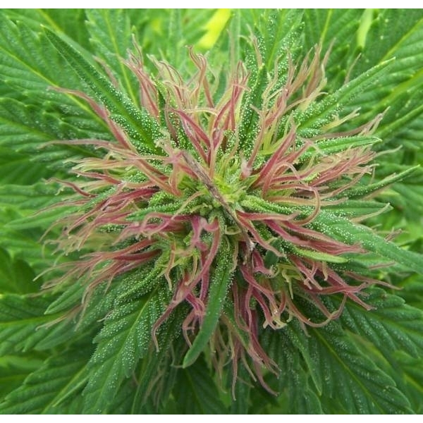 Nordle (Mr. Nice) Regulär