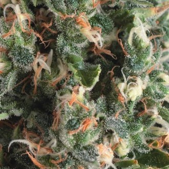 Auto Super OG Kush (Pyramid Seeds) feminisiert Auto Super OG Kush (Pyramid Seeds) feminisiert