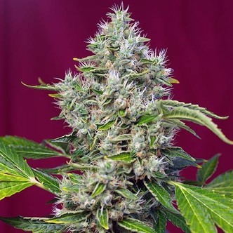 San Fernando Lemon Kush (Sweet Seeds) Feminisiert