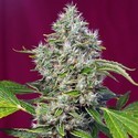 San Fernando Lemon Kush (Sweet Seeds) Feminisiert