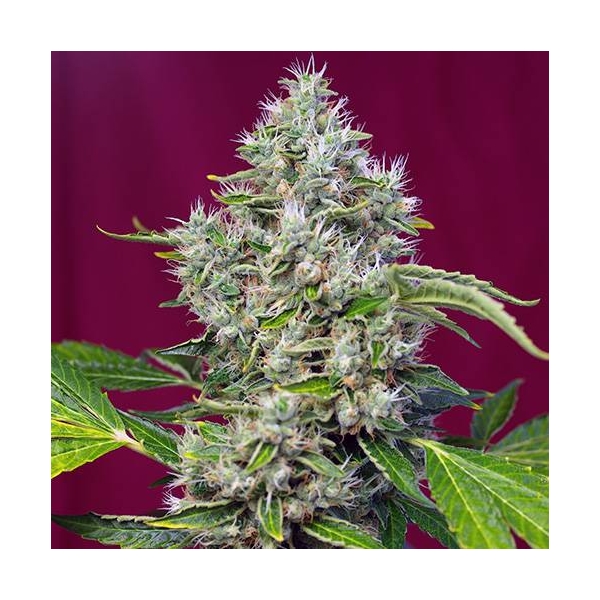 San Fernando Lemon Kush (Sweet Seeds) Feminisiert