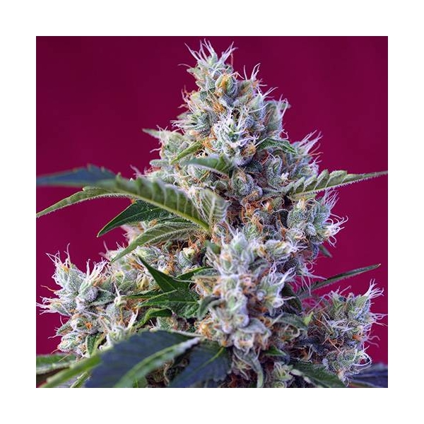 Indigo Berry Kush (Sweet Seeds) feminisiert
