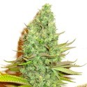 Sensation Victory (Sensation Seeds) feminisiert