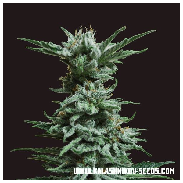 AK Skunk (Kalashnikov Seeds) Feminisiert