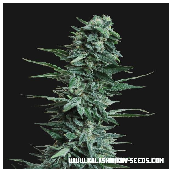 Kubanskiy Ubiyza (Kalashnikov Seeds) feminisiert